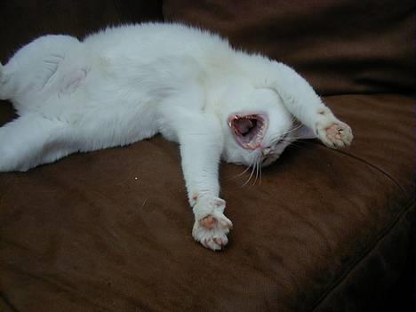 Blanding af racer Plet billede 6