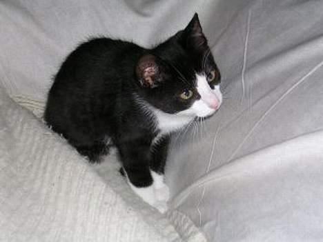 Blanding af racer Chess billede 1