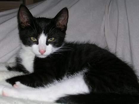 Blanding af racer Chess billede 2