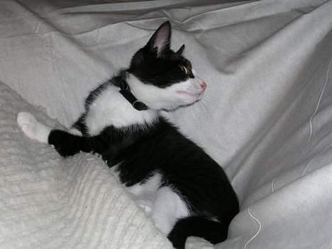 Blanding af racer Chess - Flue? Var der nogen der sagde flue?  billede 3