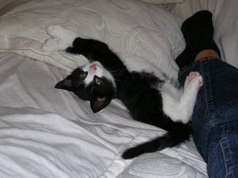 Blanding af racer Chess billede 4