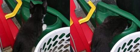 Blanding af racer Chess - Hmm... Hva er det? billede 5