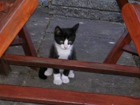 Blanding af racer Chess billede 6