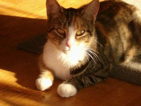 Blanding af racer minnie billede 7