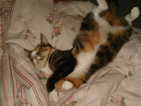 Blanding af racer minnie billede 8