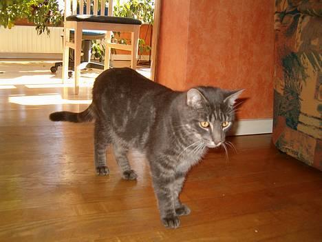 Blanding af racer bandit billede 9