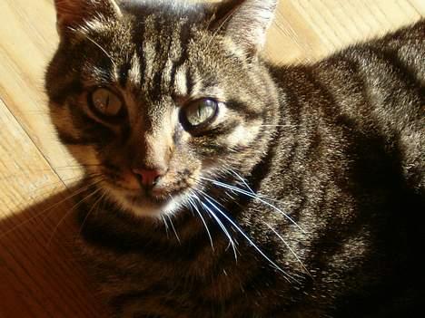 Blanding af racer Bisse billede 9