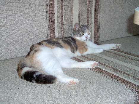 Blanding af racer Mulle *forsvundet* - jeg elsker at ligge i campingvogne billede 6