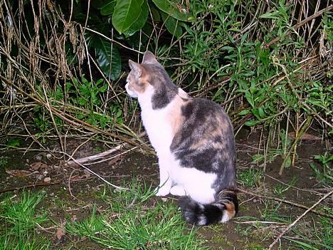 Blanding af racer Mulle *forsvundet* - nam nam billede 7