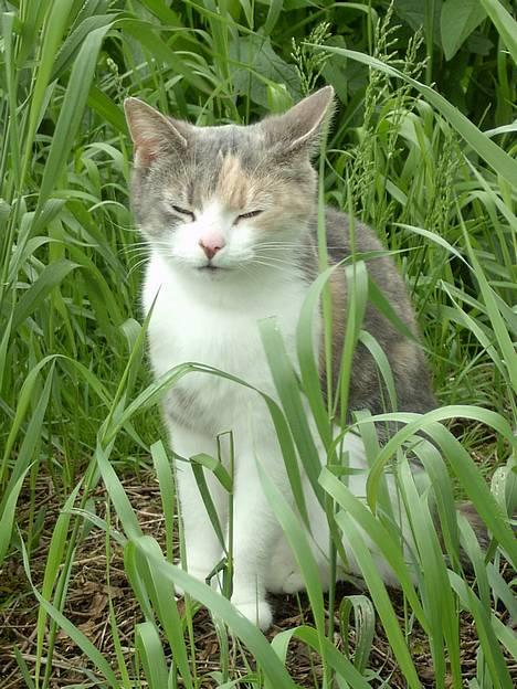 Blanding af racer Mulle *forsvundet* - jeg elsker at krølle mig sammen billede 8