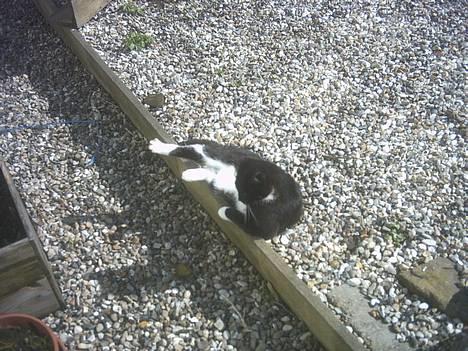 Blanding af racer Lille mus... billede 1