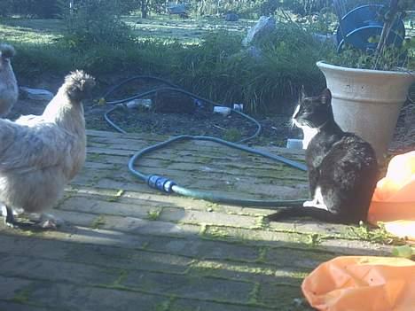 Blanding af racer Lille mus... billede 2