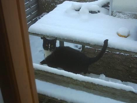 Blanding af racer Lille mus... billede 3