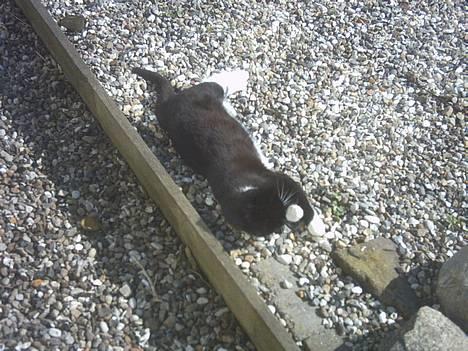 Blanding af racer Lille mus... billede 4