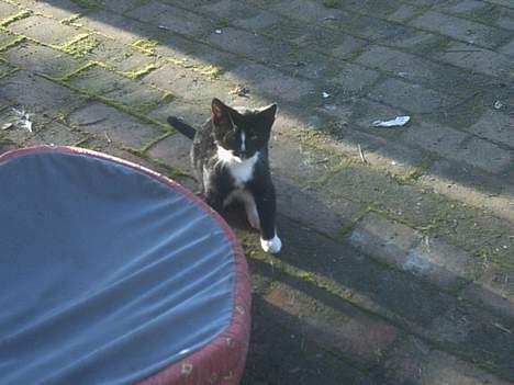 Blanding af racer Lille mus... billede 5