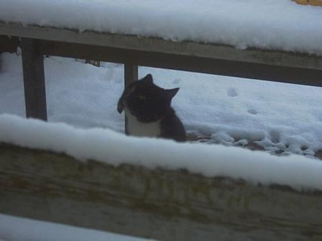 Blanding af racer Lille mus... billede 6