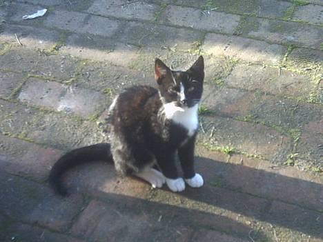 Blanding af racer Lille mus... billede 7