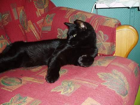 Huskat Bambi - her har hun lige fått øye på en flue.. billede 4