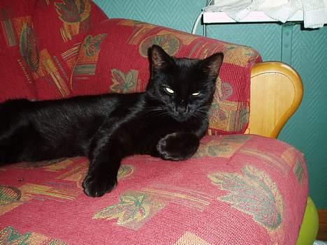 Huskat Bambi - hva er dt du driver me nå da?! billede 5