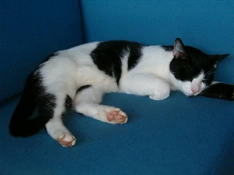 Blanding af racer basse billede 1