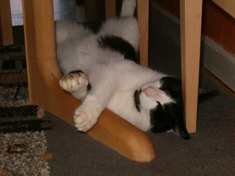 Blanding af racer basse billede 2