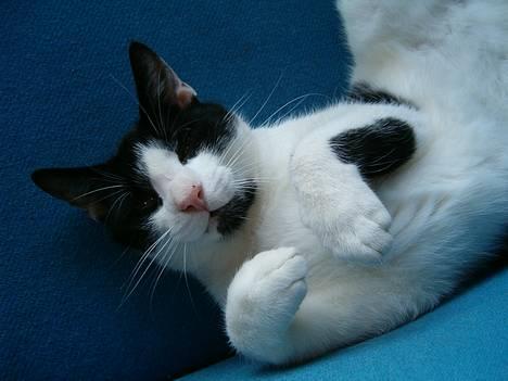 Blanding af racer basse billede 4