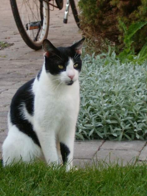 Blanding af racer basse billede 7