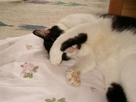 Blanding af racer basse billede 8