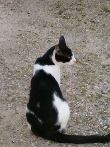 Blanding af racer basse billede 10