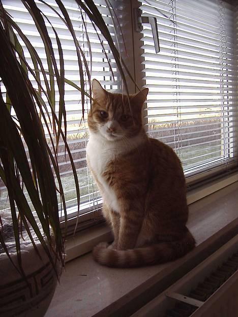 Blanding af racer Jack - Jeg elsker at sidde i vinduet og kigge... billede 1