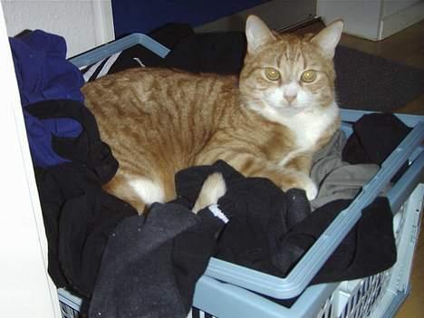 Blanding af racer Jack - Jeg er en ballademager der ligger i mors og fars nyvaskede tøj... billede 2