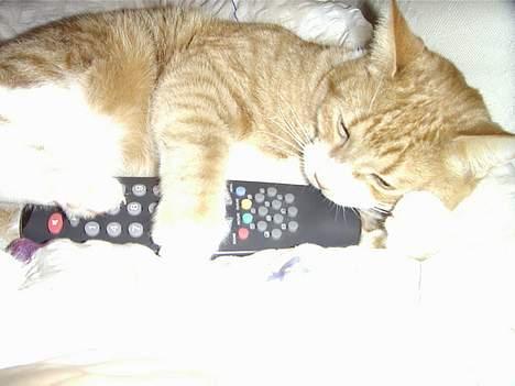 Blanding af racer Jack - Den fjernbetjening er så sjov at bide i... billede 3