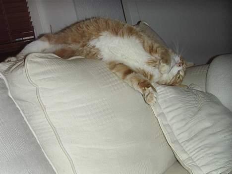 Blanding af racer Jack - Jeg er lidt magelig anlagt... billede 4