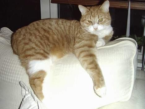 Blanding af racer Jack - Jeg hænger lige ud... billede 5