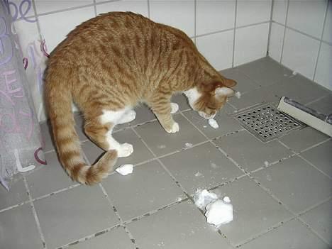 Blanding af racer Jack - Første gang Jack ser sne... "det er da noget mærkelig noget" billede 6