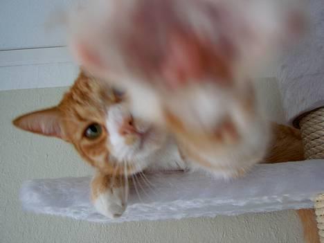 Blanding af racer Jack - Gå væk med det kamera... jeg vil ikke filmes nu, mor!! billede 7