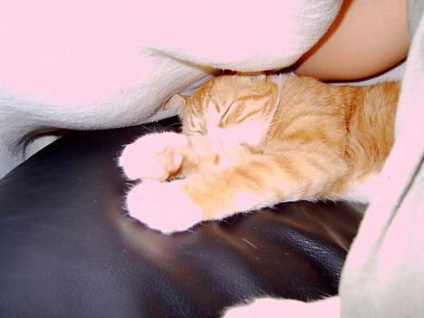 Blanding af racer Jack - Det er så dejligt at hygge under mors varme tæppe... billede 8