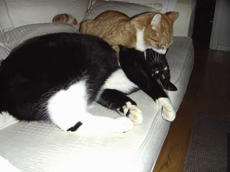 Blanding af racer Jack - Jack bider sin storebror Eddie i øret under en slåskamp... billede 9