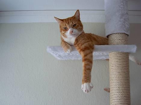 Blanding af racer Jack - Jeg ligger lige og hænger ud på mit nye kradsetræ.... her har jeg styr på det hele... billede 10