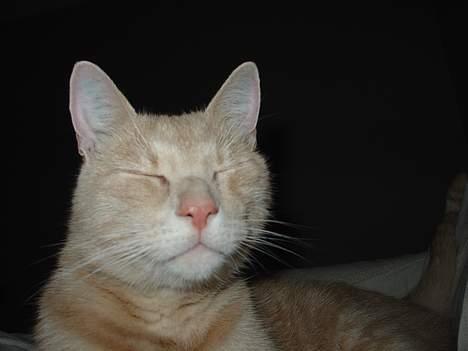 Blanding af racer Nugga Boris billede 6