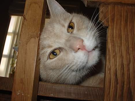 Blanding af racer Nugga Boris billede 7