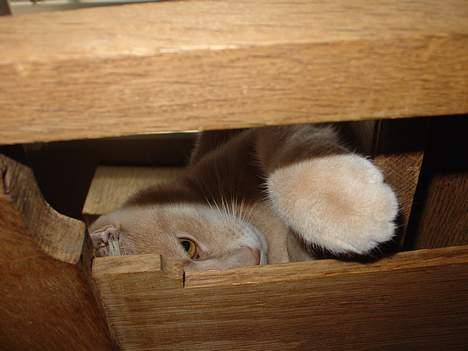 Blanding af racer Nugga Boris billede 8