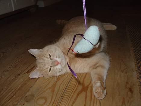 Blanding af racer Nugga Boris billede 9