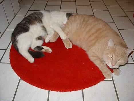 Blanding af racer Nugga Boris billede 10