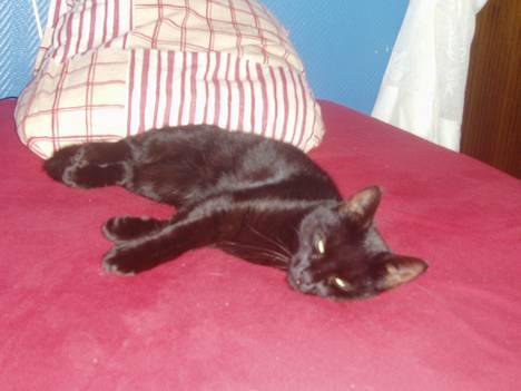 Huskat Bambi billede 6