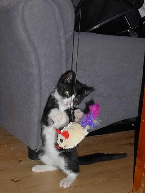 Blanding af racer Thor billede 6