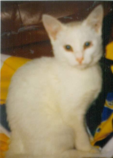 Blanding af racer Plet billede 1