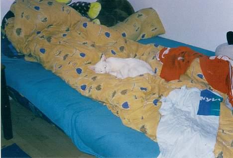 Blanding af racer Plet - Slapper af i sengen billede 2