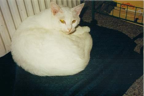 Blanding af racer Plet - Jeg lå lige og sov. billede 3