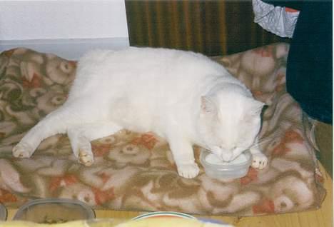 Blanding af racer Plet - Det er dejligt at få det serveret på "sengen". billede 4